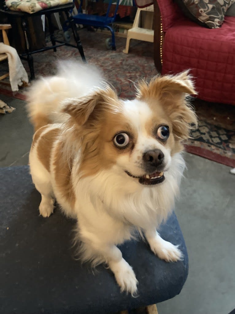 Rooster, a Chihuahua and Pekingese mix tested with EmbarkVet.com