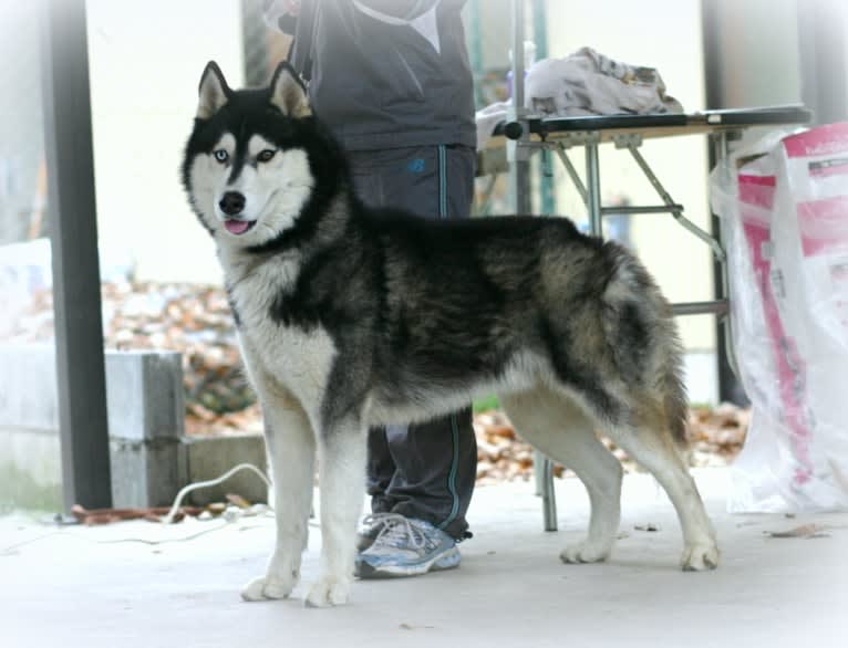 Ryu, a Siberian Husky tested with EmbarkVet.com