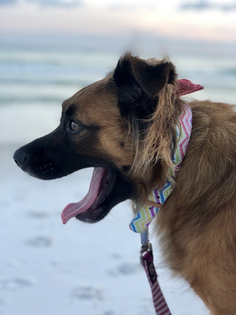 Melody, an American Pit Bull Terrier and Chow Chow mix tested with EmbarkVet.com