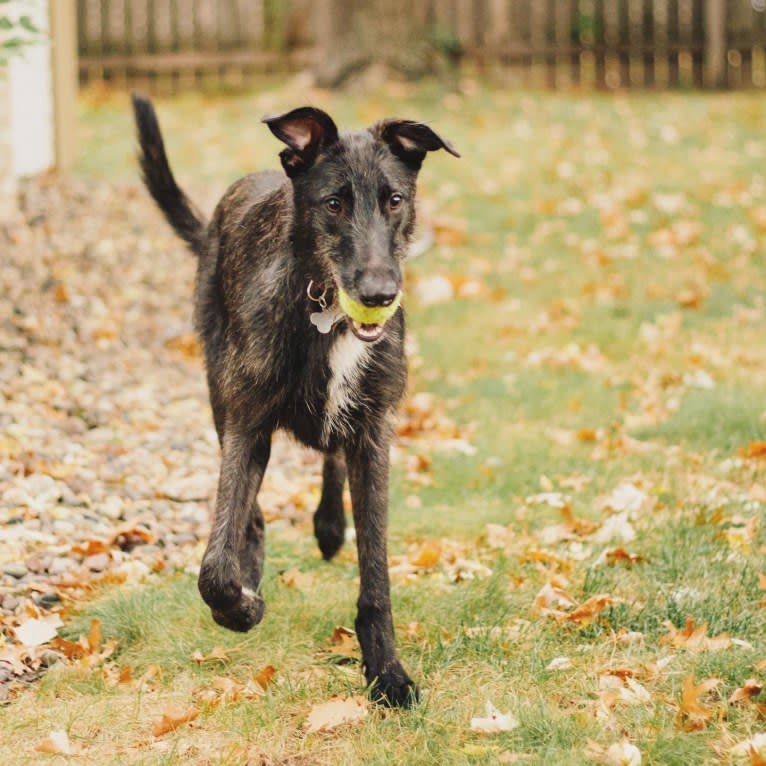 Jamie, a Belgian Malinois and Greyhound mix tested with EmbarkVet.com