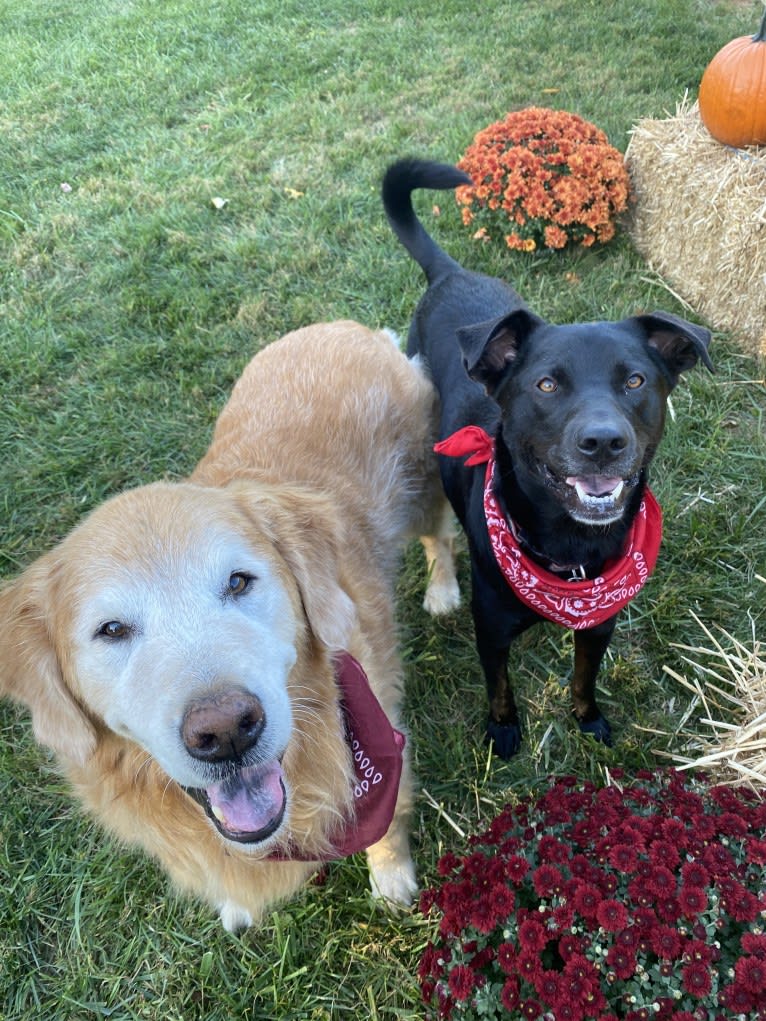 Lucas, a Chow Chow and Labrador Retriever mix tested with EmbarkVet.com