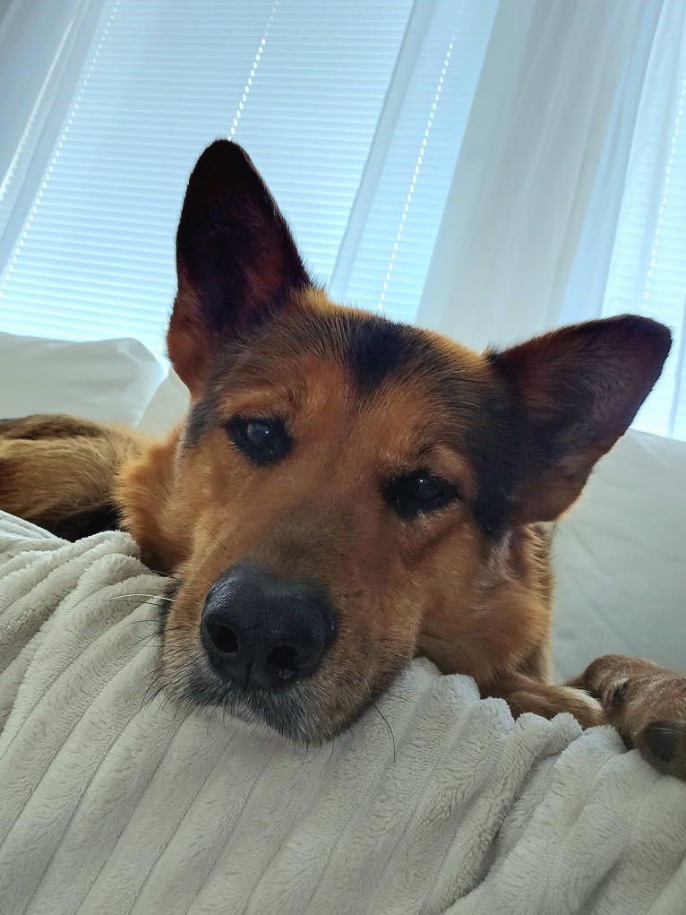 Rafael, a German Shepherd Dog (5.1% unresolved) tested with EmbarkVet.com