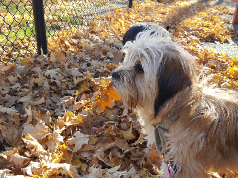 Benji, a Lhasa Apso and Chihuahua mix tested with EmbarkVet.com