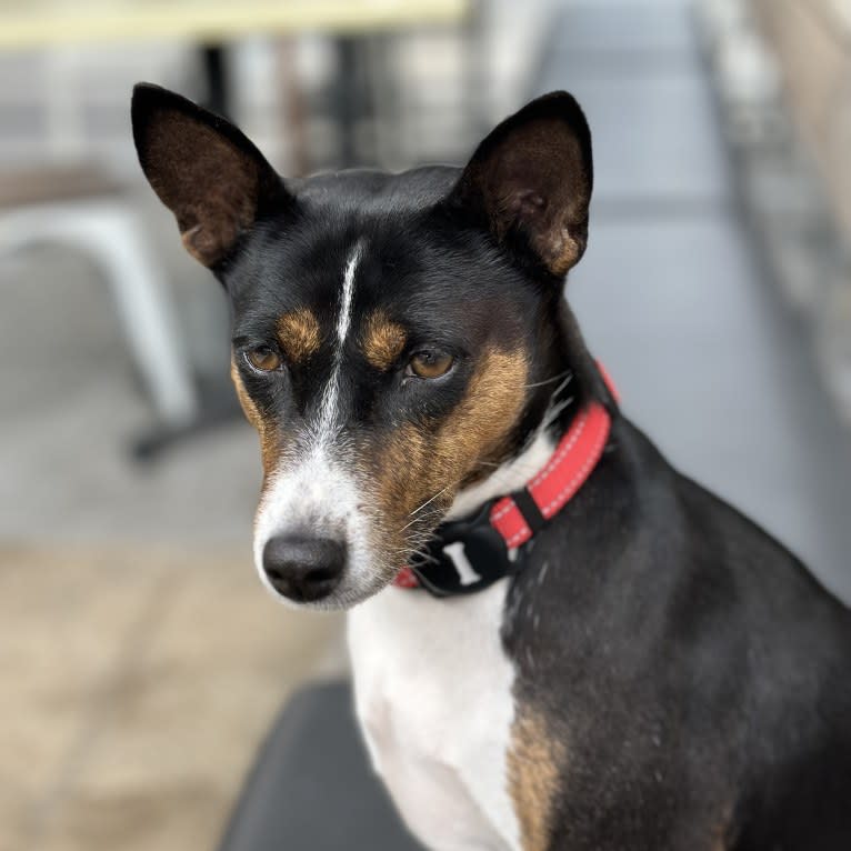 Valen, a Basenji tested with EmbarkVet.com