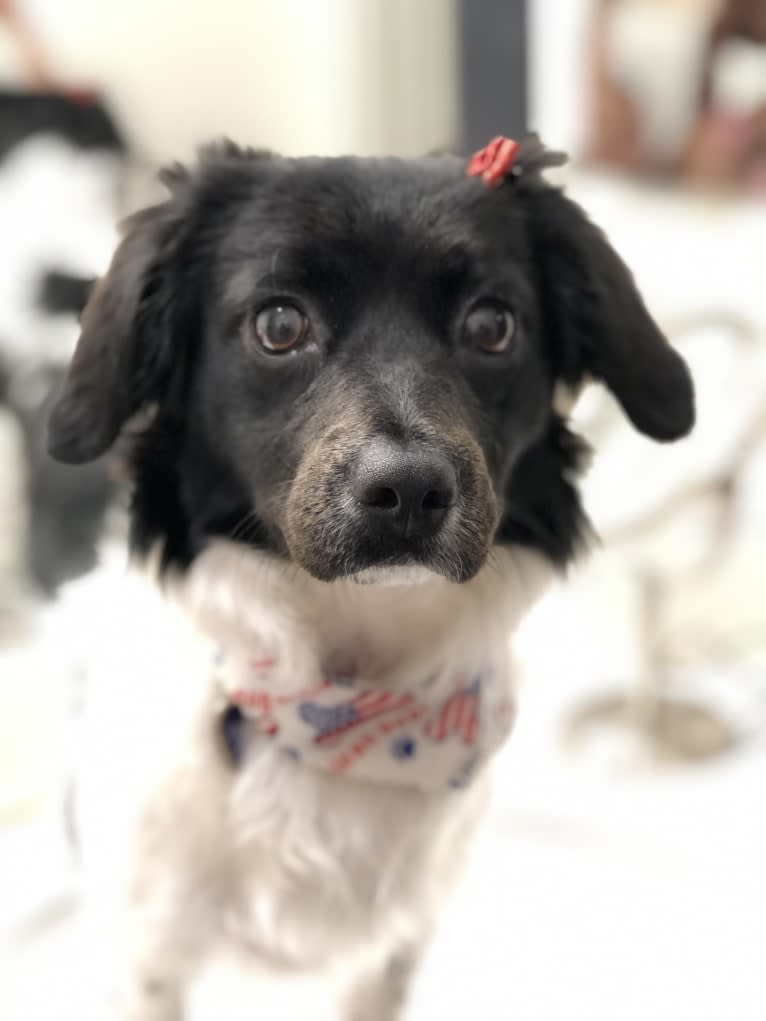 Violet Rose, a Cocker Spaniel and Poodle (Small) mix tested with EmbarkVet.com