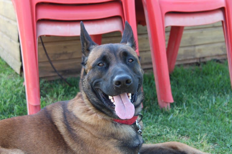 Kylar (PsychoKiller d'Hélitesport), a Belgian Shepherd tested with EmbarkVet.com