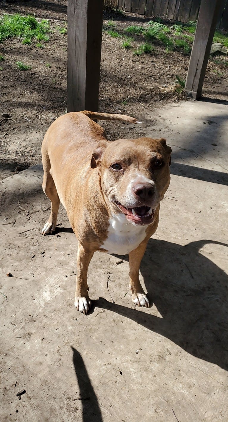 Buttercup, an American Pit Bull Terrier and Labrador Retriever mix tested with EmbarkVet.com