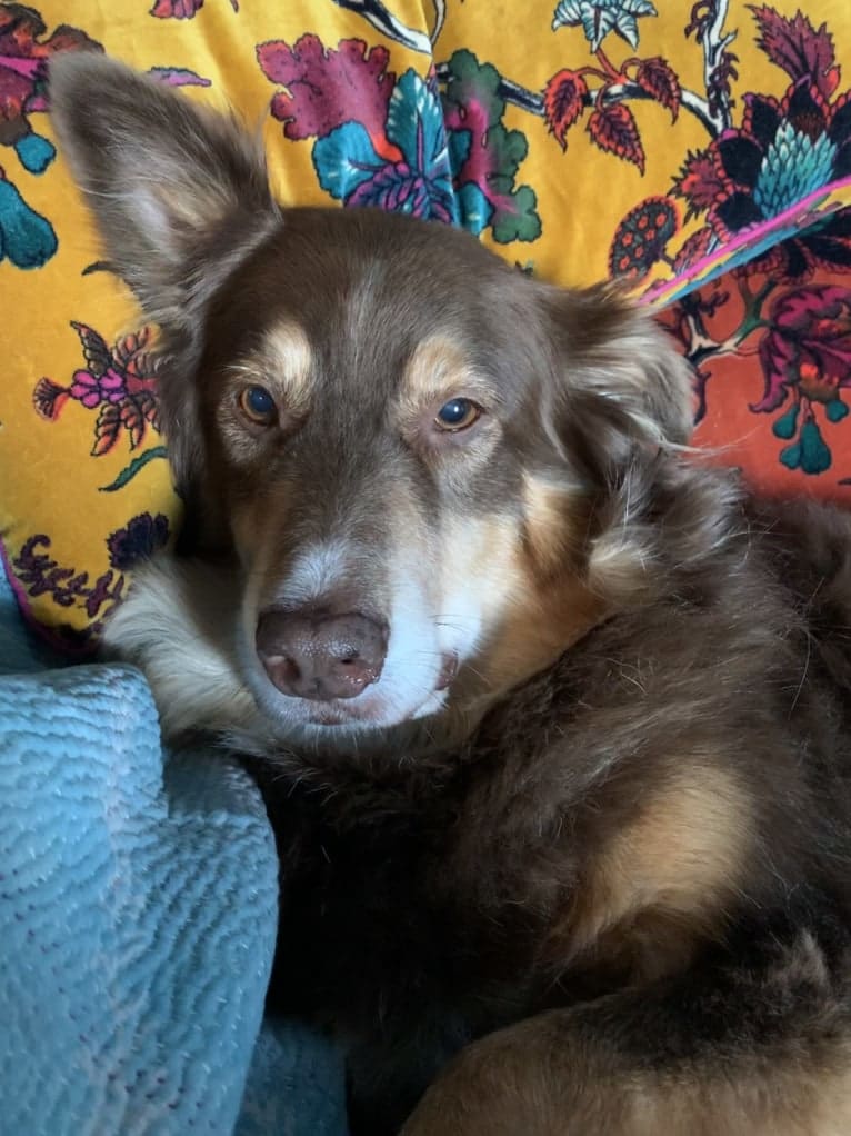 Rosie O'Doggell, an Australian Shepherd and German Shepherd Dog mix tested with EmbarkVet.com