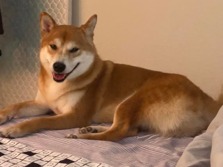 Oka, a Shiba Inu tested with EmbarkVet.com