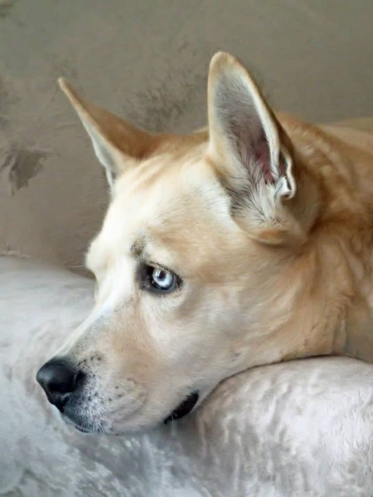 Blondie, a Chow Chow and Siberian Husky mix tested with EmbarkVet.com