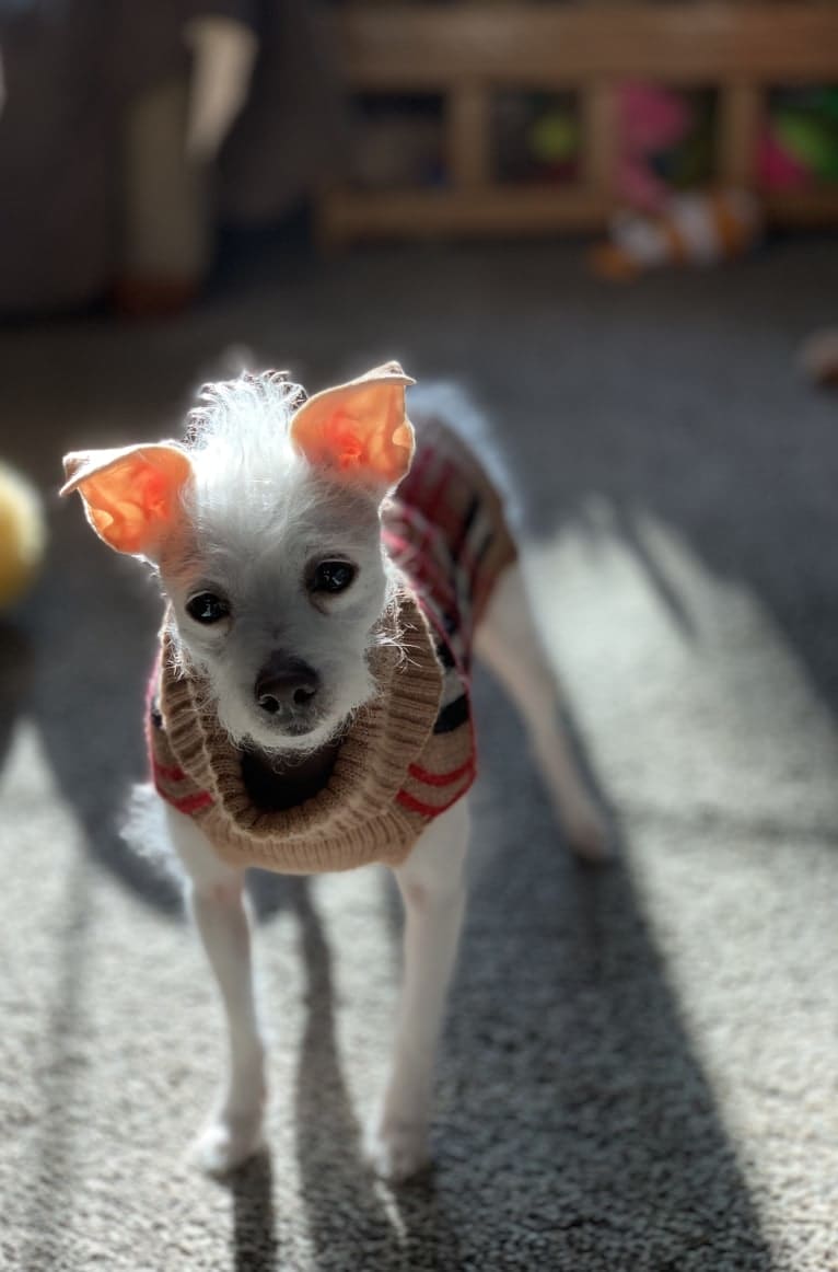 Coleen, a Rat Terrier and Poodle (Small) mix tested with EmbarkVet.com