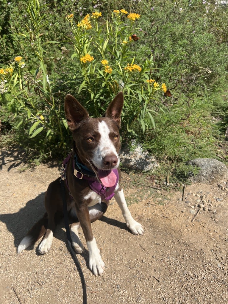 Margo, an Australian Cattle Dog and Border Collie mix tested with EmbarkVet.com