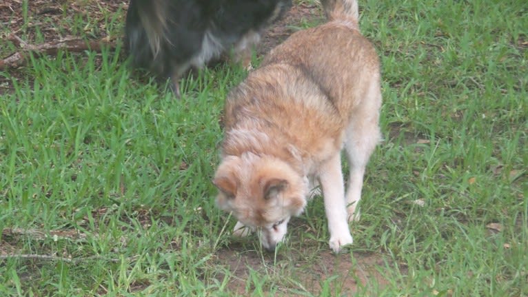 Lassie, a Pomeranian and Rat Terrier mix tested with EmbarkVet.com