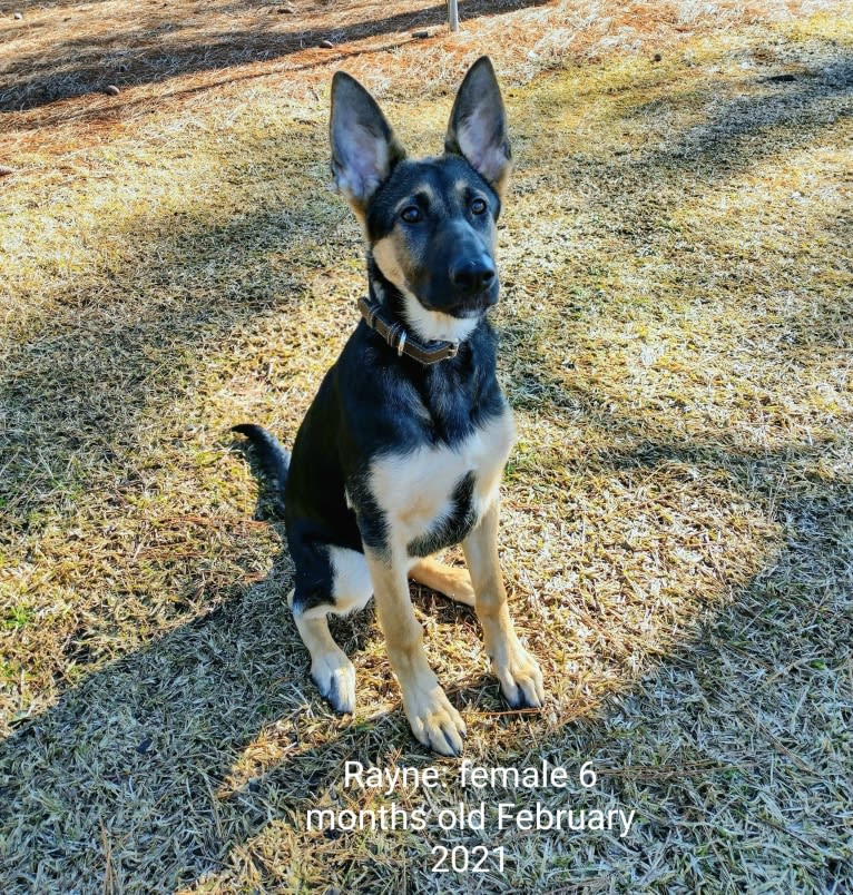 Jacob, a German Shepherd Dog tested with EmbarkVet.com