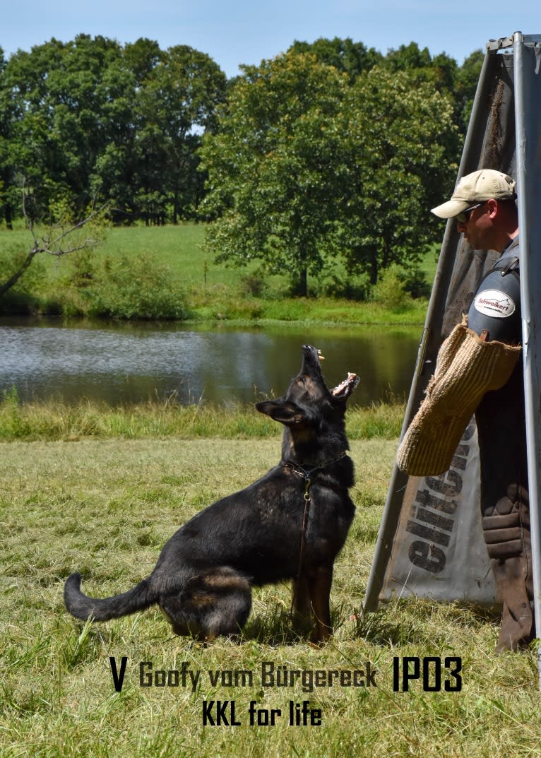 Goofy, a German Shepherd Dog tested with EmbarkVet.com