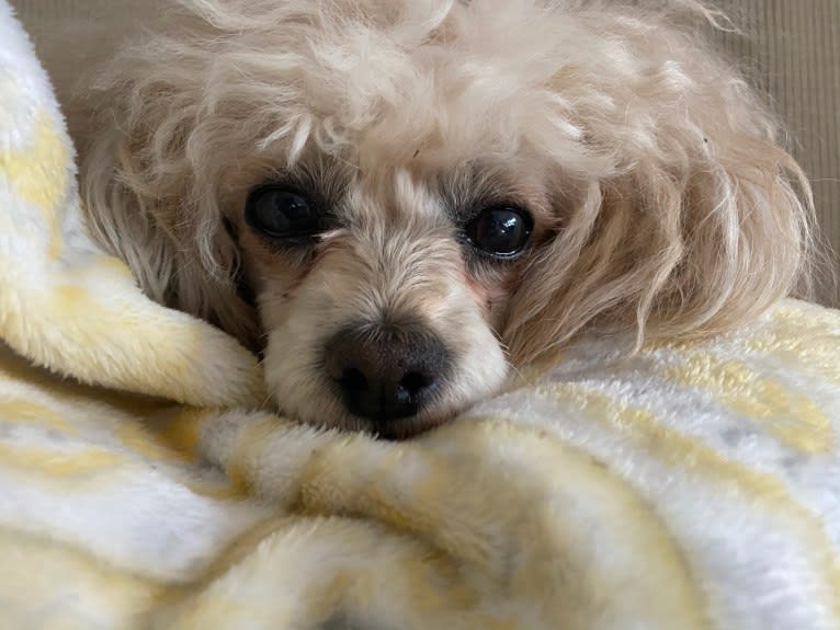 Phoebe, a Poodle (Small) and Shih Tzu mix tested with EmbarkVet.com