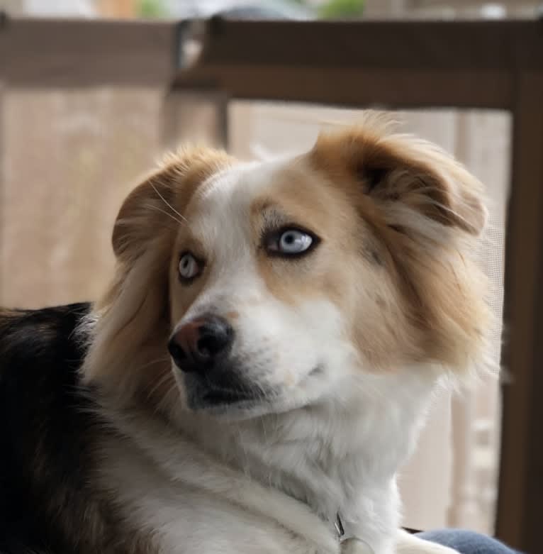 Benny, a Siberian Husky and Russell-type Terrier mix tested with EmbarkVet.com