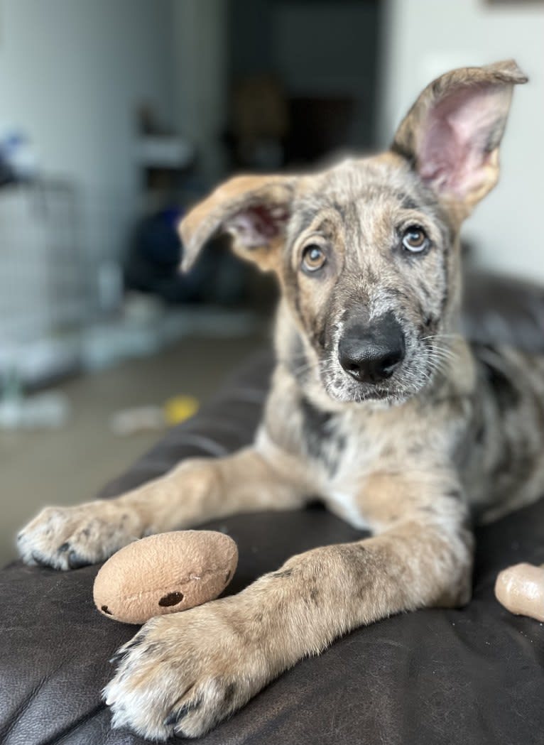 Murphy, a German Shepherd Dog and Labrador Retriever mix tested with EmbarkVet.com