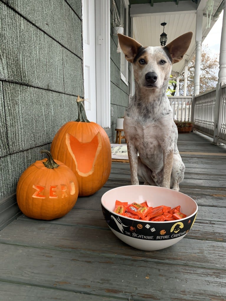 Zero, an Australian Cattle Dog and American Staffordshire Terrier mix tested with EmbarkVet.com