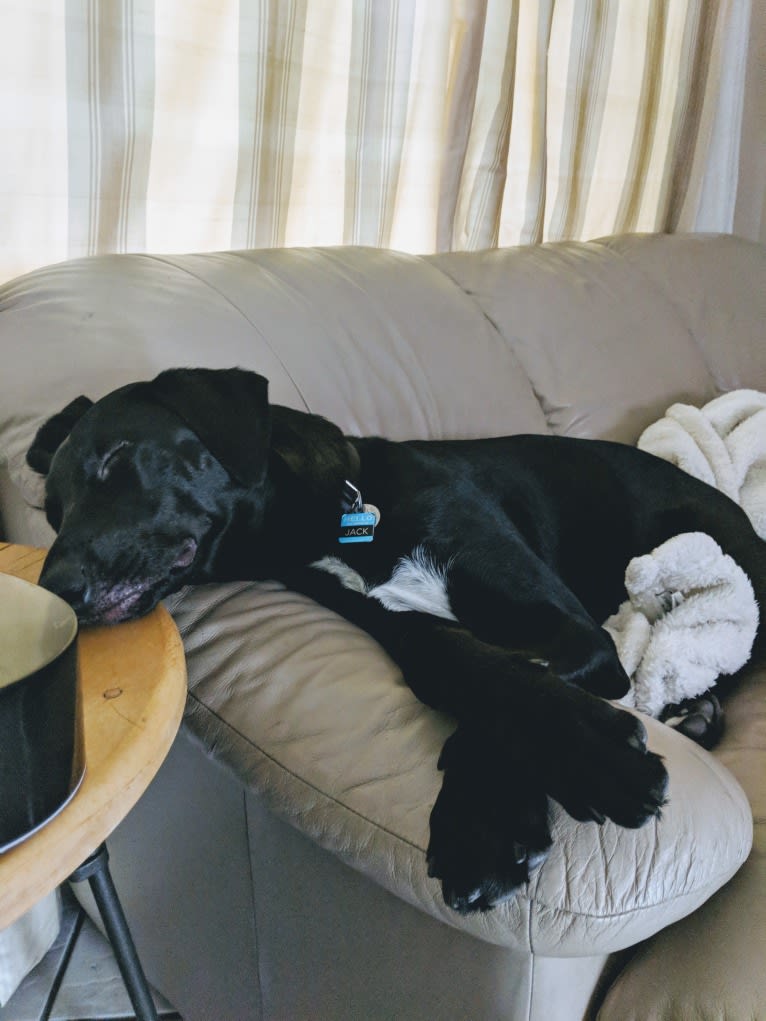 Jack, a Labrador Retriever and Australian Cattle Dog mix tested with EmbarkVet.com