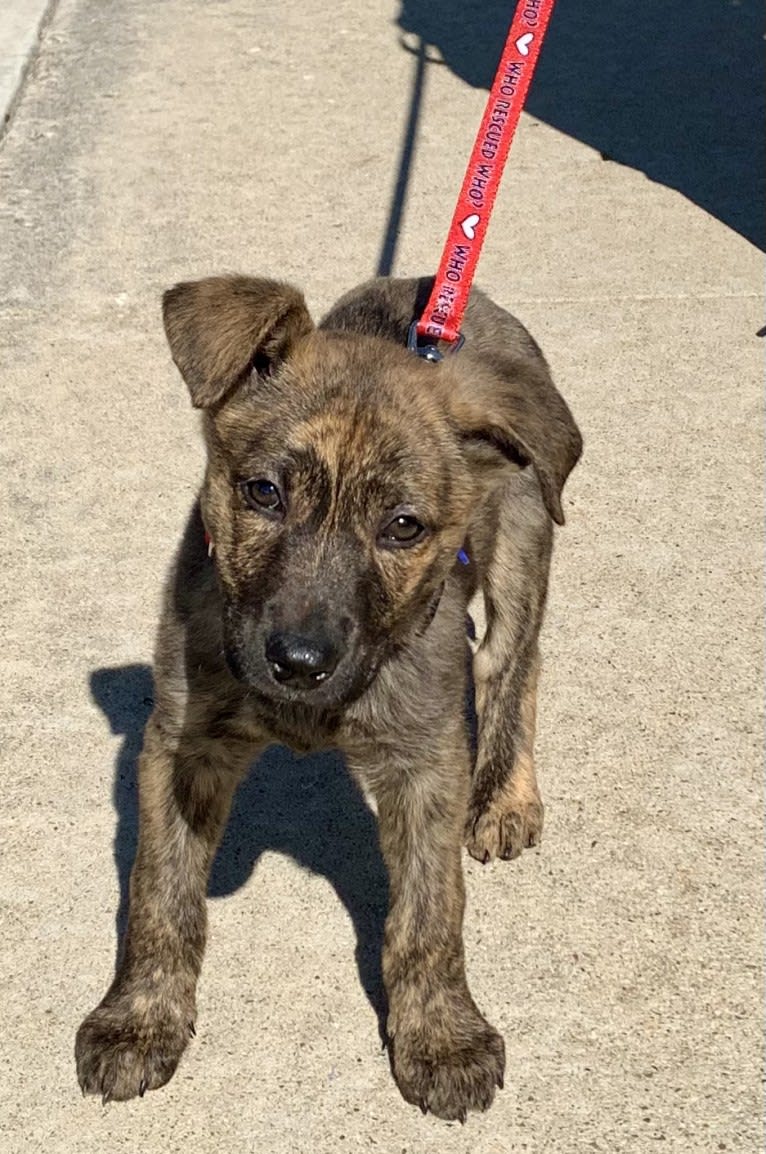 Rory, a German Shepherd Dog and American Pit Bull Terrier mix tested with EmbarkVet.com