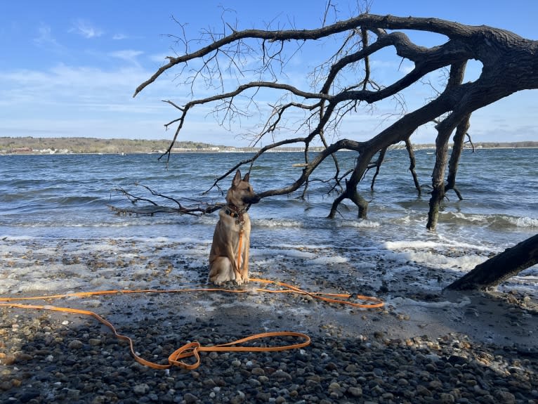 Everhett, a German Shepherd Dog and Australian Cattle Dog mix tested with EmbarkVet.com