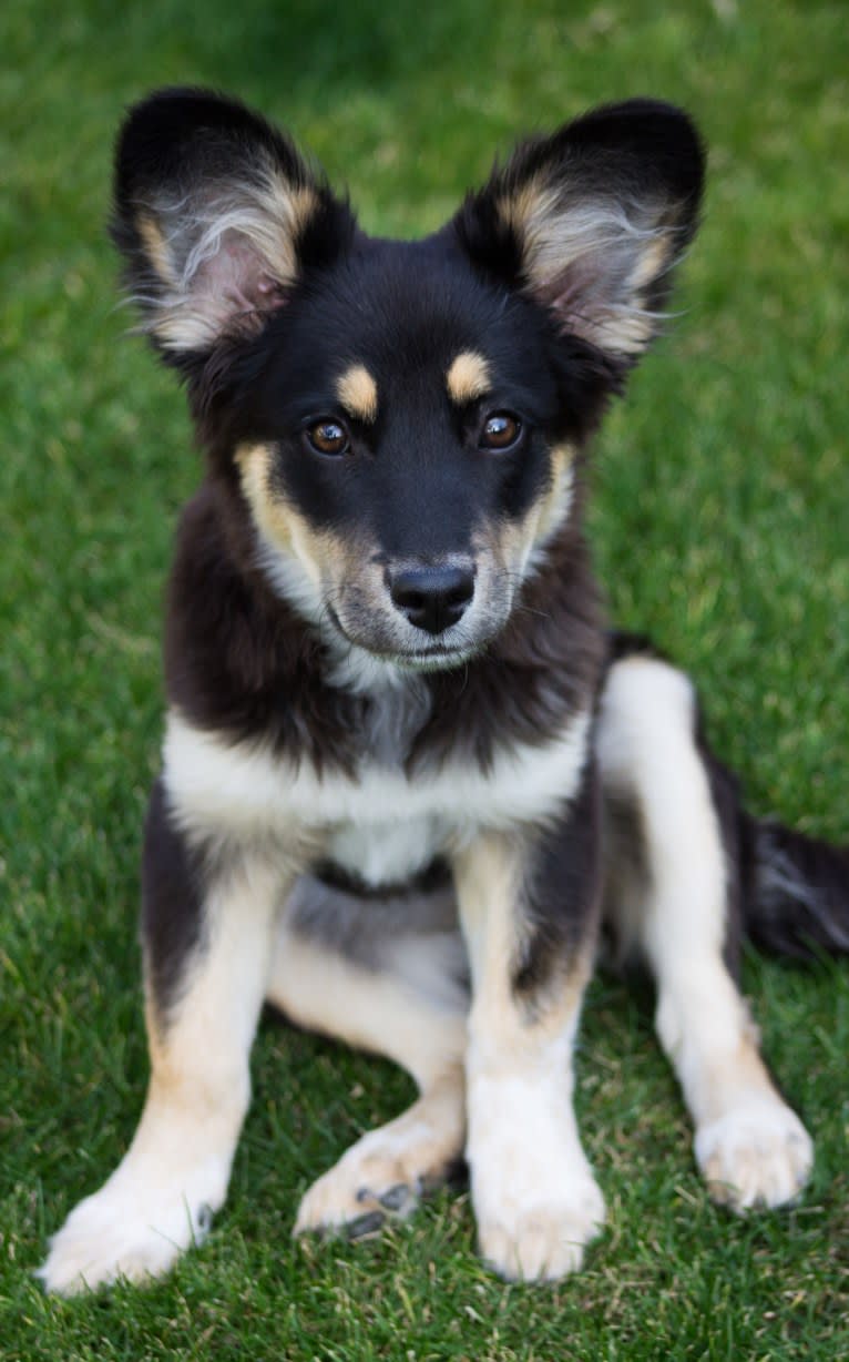 Luna, an Australian Cattle Dog and Chow Chow mix tested with EmbarkVet.com