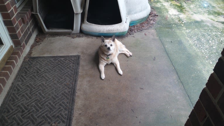 Lassie, a Pomeranian and Rat Terrier mix tested with EmbarkVet.com