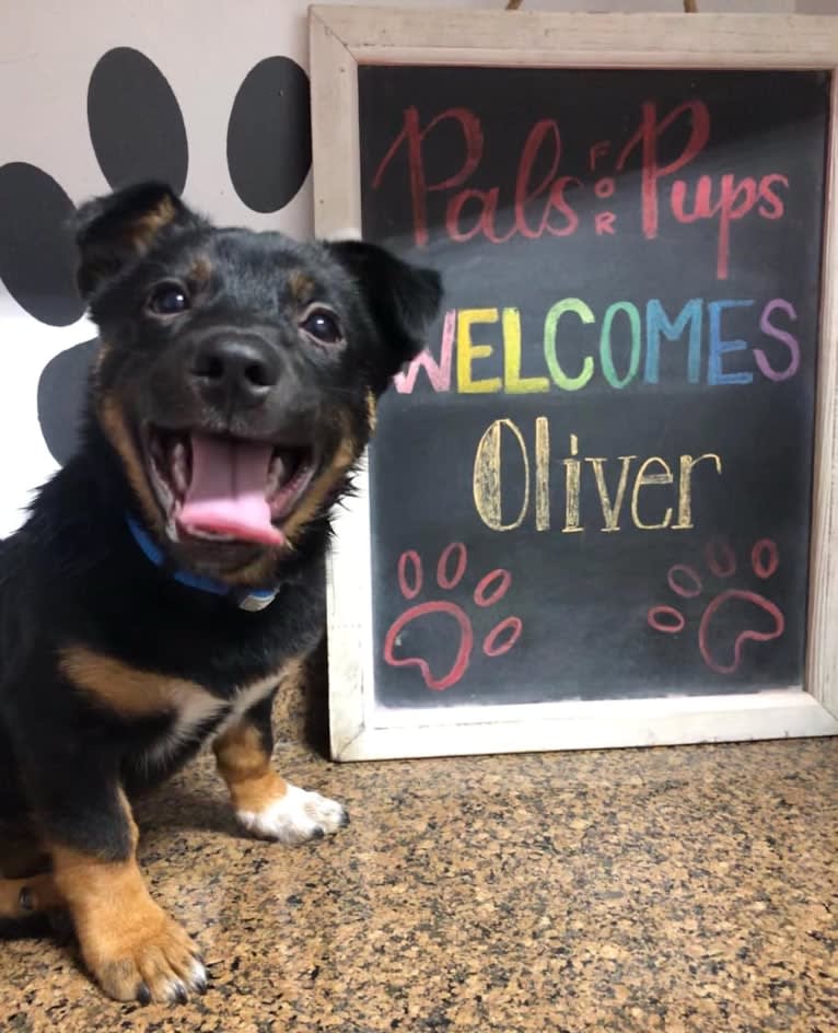 Oliver, an Australian Cattle Dog and Chihuahua mix tested with EmbarkVet.com