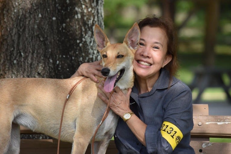Banbury Cross Mochi, a Carolina Dog tested with EmbarkVet.com