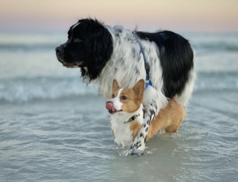 Huey, a Newfoundland tested with EmbarkVet.com