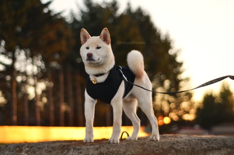 Kibou, a Shiba Inu tested with EmbarkVet.com