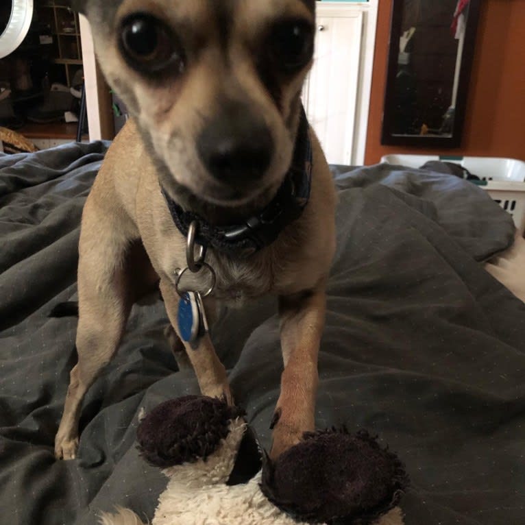 Harvey, a Chihuahua and Miniature Schnauzer mix tested with EmbarkVet.com