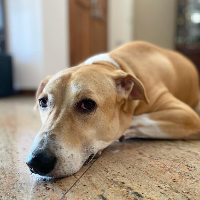 Gobi, a South Asian Village Dog tested with EmbarkVet.com