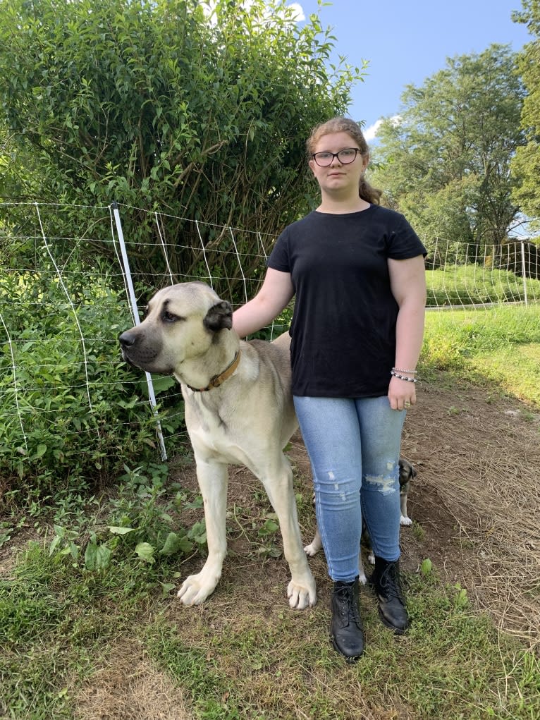 Wolf House Kimba, an Anatolian Shepherd Dog tested with EmbarkVet.com