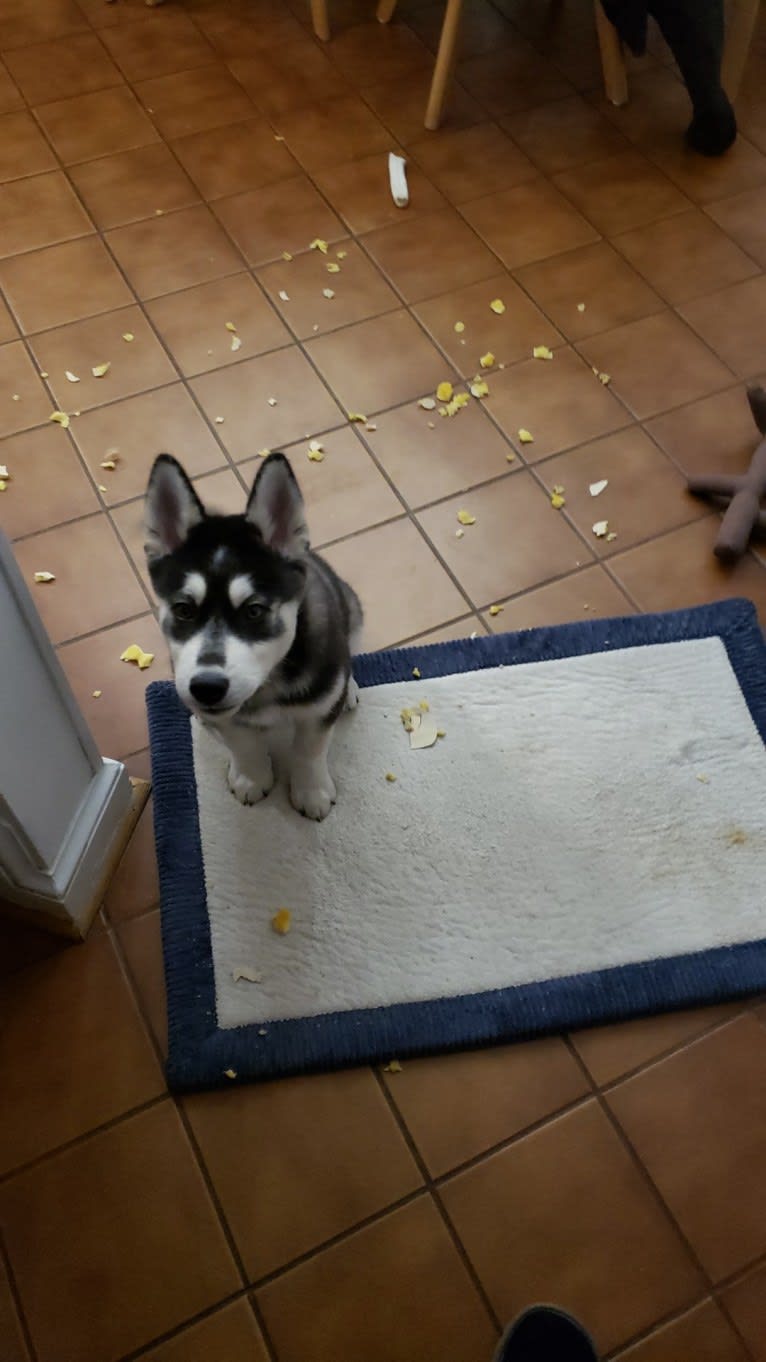 Rocket, a Siberian Husky and Alaskan Malamute mix tested with EmbarkVet.com