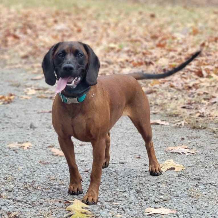 Liebe, a Bavarian Mountain Scent Hound tested with EmbarkVet.com
