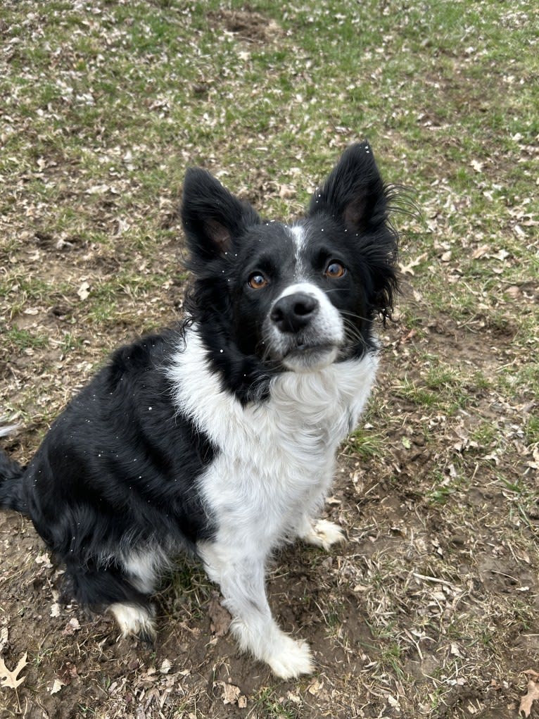 Finch, a Border Collie and American Eskimo Dog mix tested with EmbarkVet.com