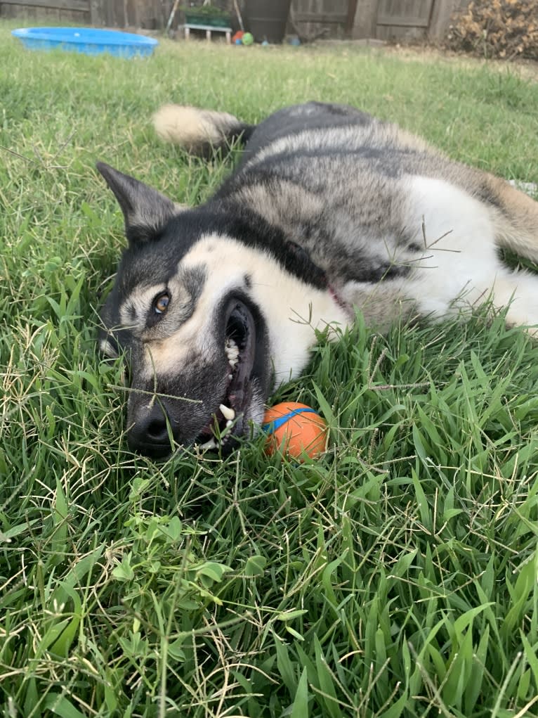 Gizmo, a Siberian Husky and German Shepherd Dog mix tested with EmbarkVet.com