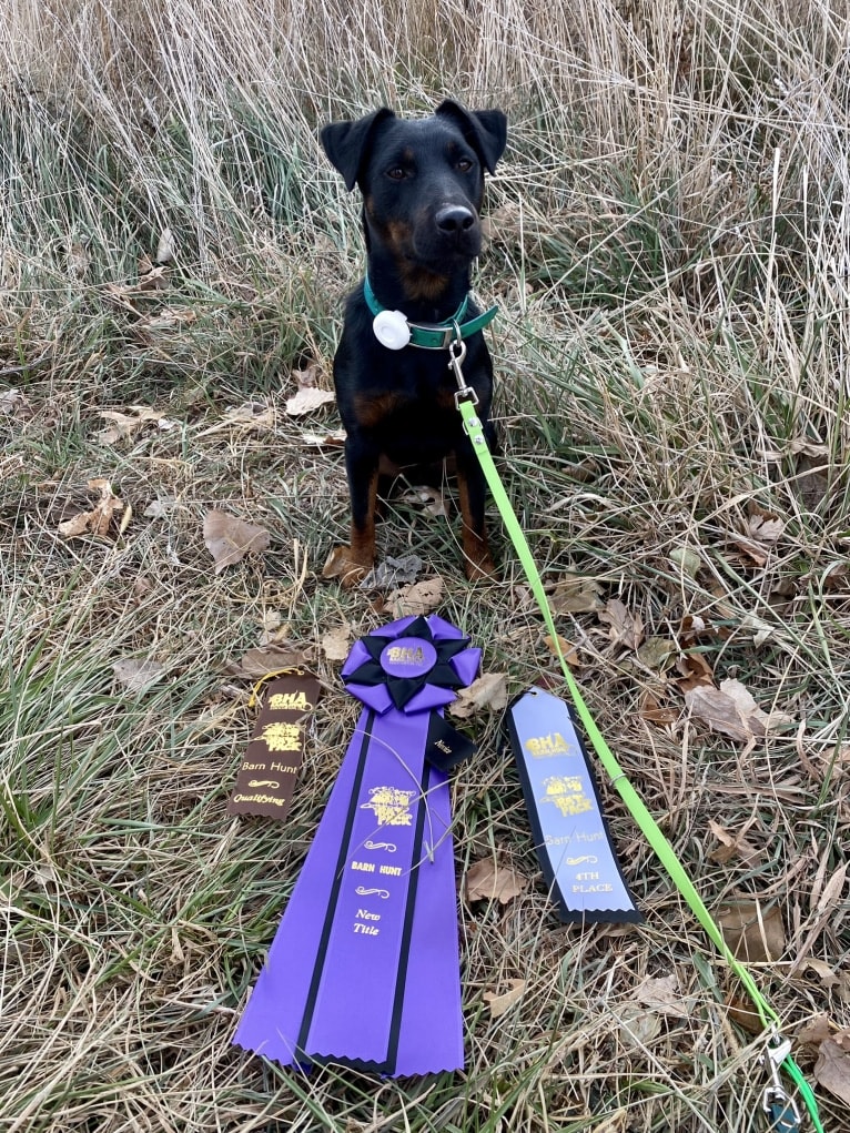 Jude, a Jagdterrier tested with EmbarkVet.com