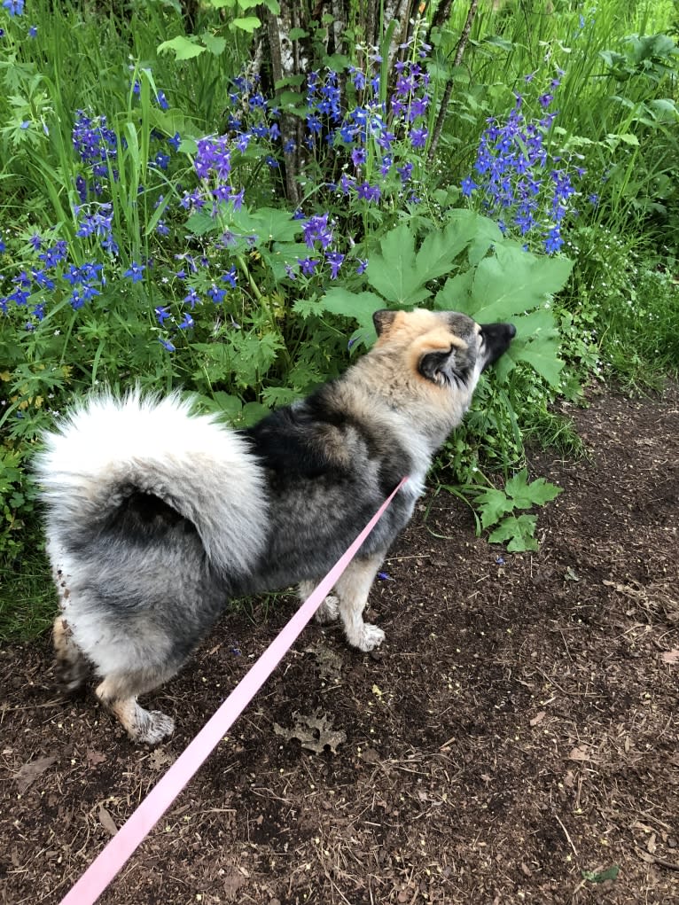 Miska, an Alaskan Malamute and German Shepherd Dog mix tested with EmbarkVet.com