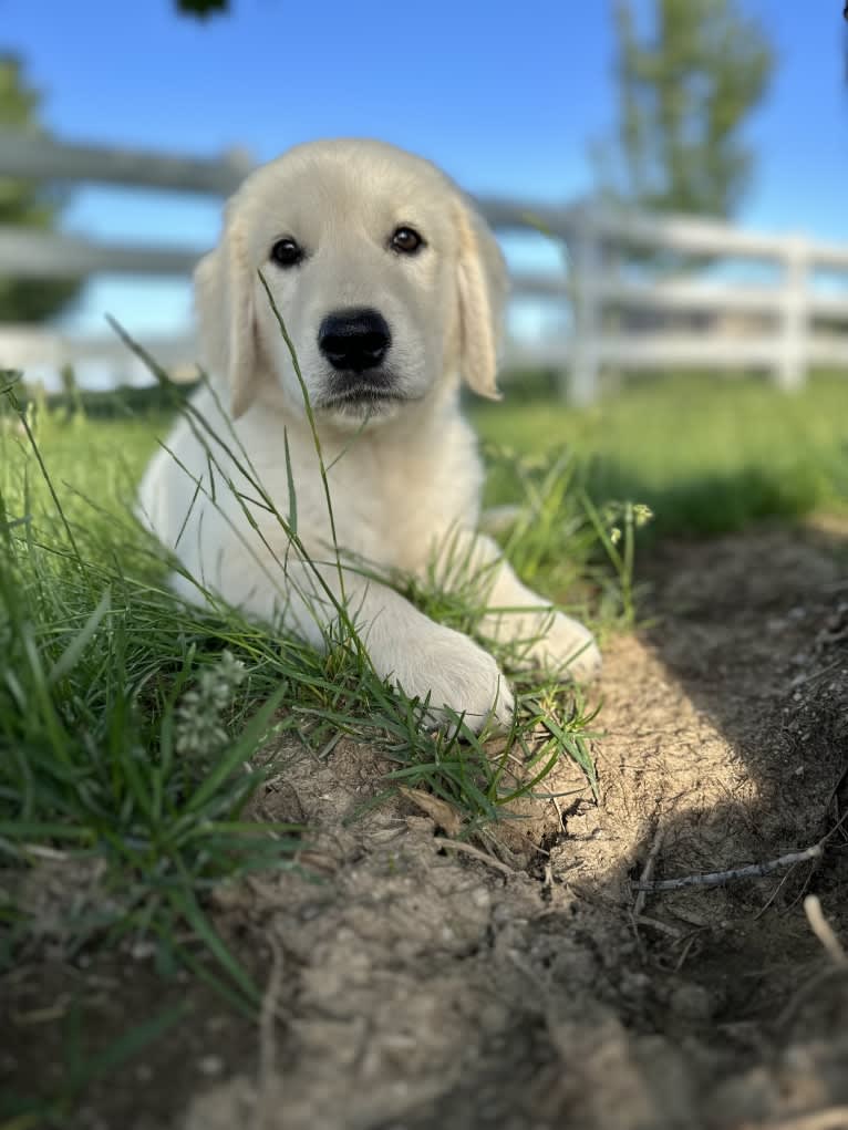 RIGGINS, a Golden Retriever tested with EmbarkVet.com