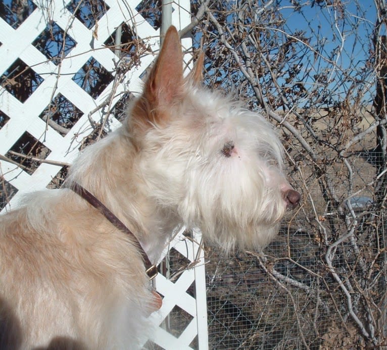 Toby, a Portuguese Podengo tested with EmbarkVet.com