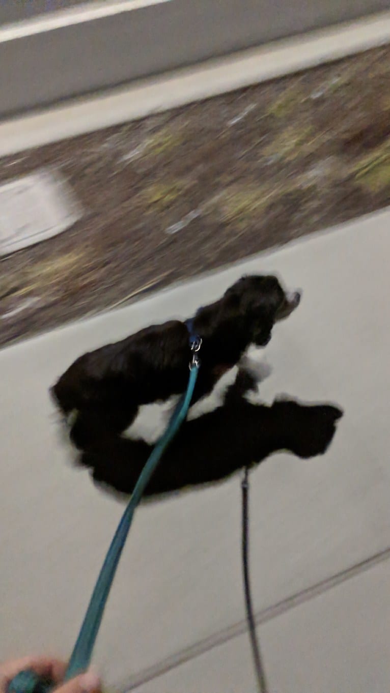 JD, a Cocker Spaniel and Lhasa Apso mix tested with EmbarkVet.com