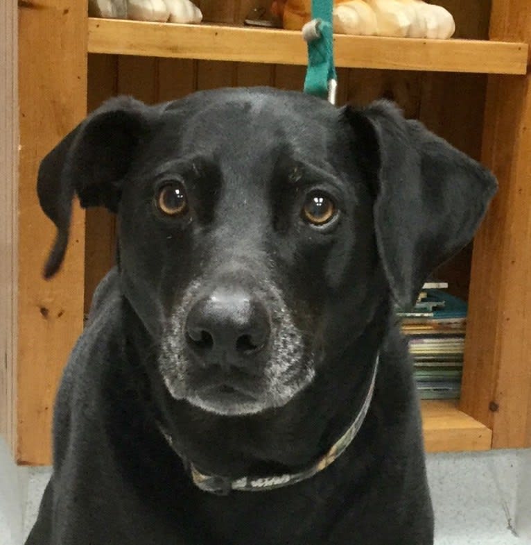 Jedi, an Australian Cattle Dog and Weimaraner mix tested with EmbarkVet.com