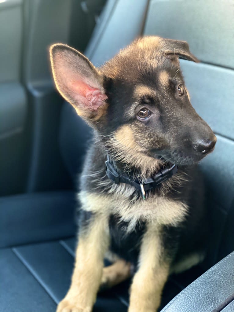 Loki, a German Shepherd Dog tested with EmbarkVet.com