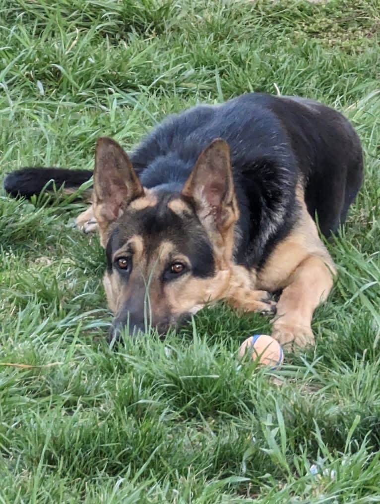 Zero, a German Shepherd Dog tested with EmbarkVet.com