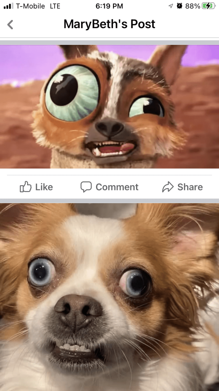 Rooster, a Chihuahua and Pekingese mix tested with EmbarkVet.com