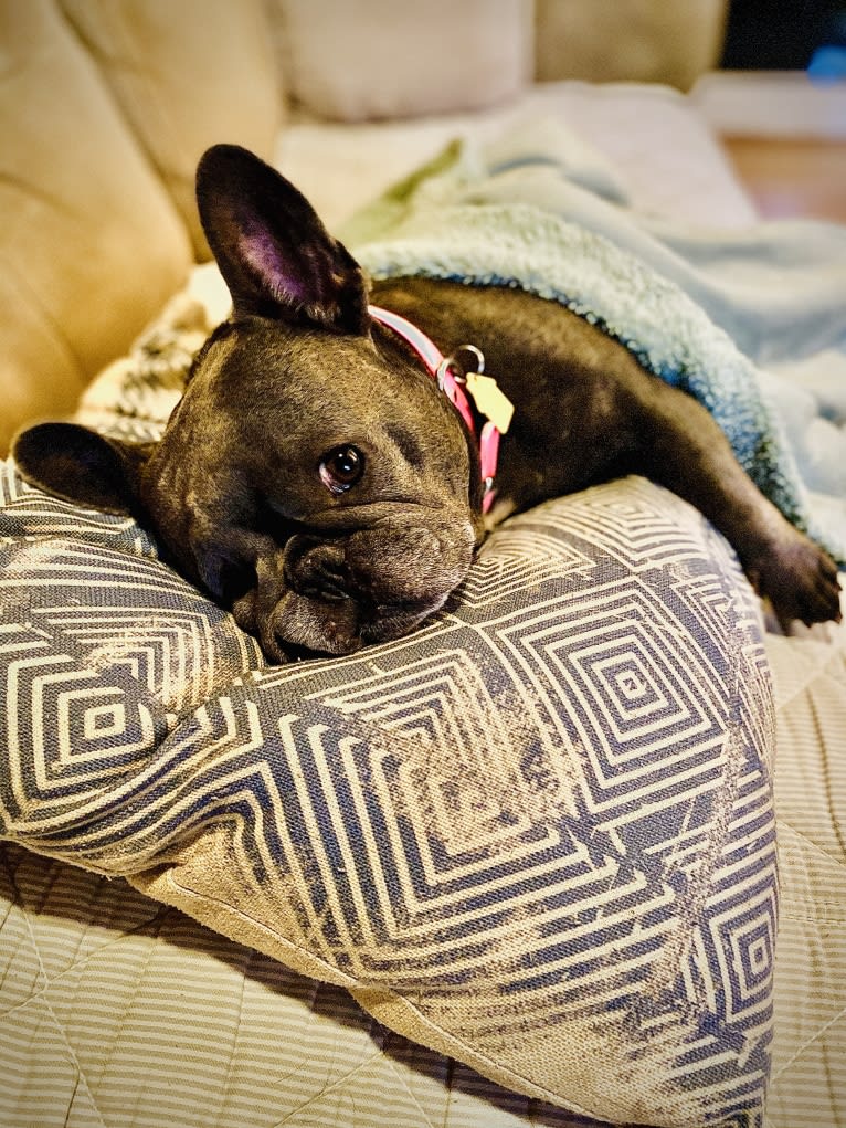 Ellie Mabel, a French Bulldog tested with EmbarkVet.com