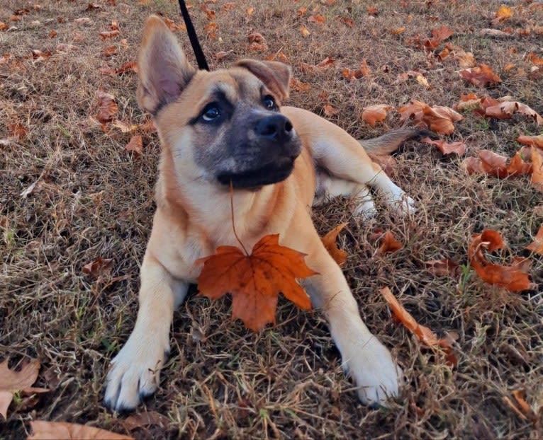 Oslo, an American Pit Bull Terrier and Chihuahua mix tested with EmbarkVet.com